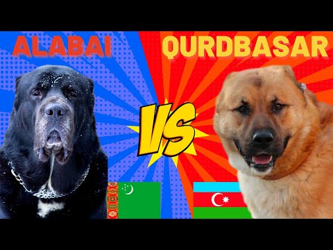 Alabay  Alabai Vs Qurdbasar ( Kurtbasar Gurdbasar ) Köpekleri İti #qurdbasar #alabay #köpek