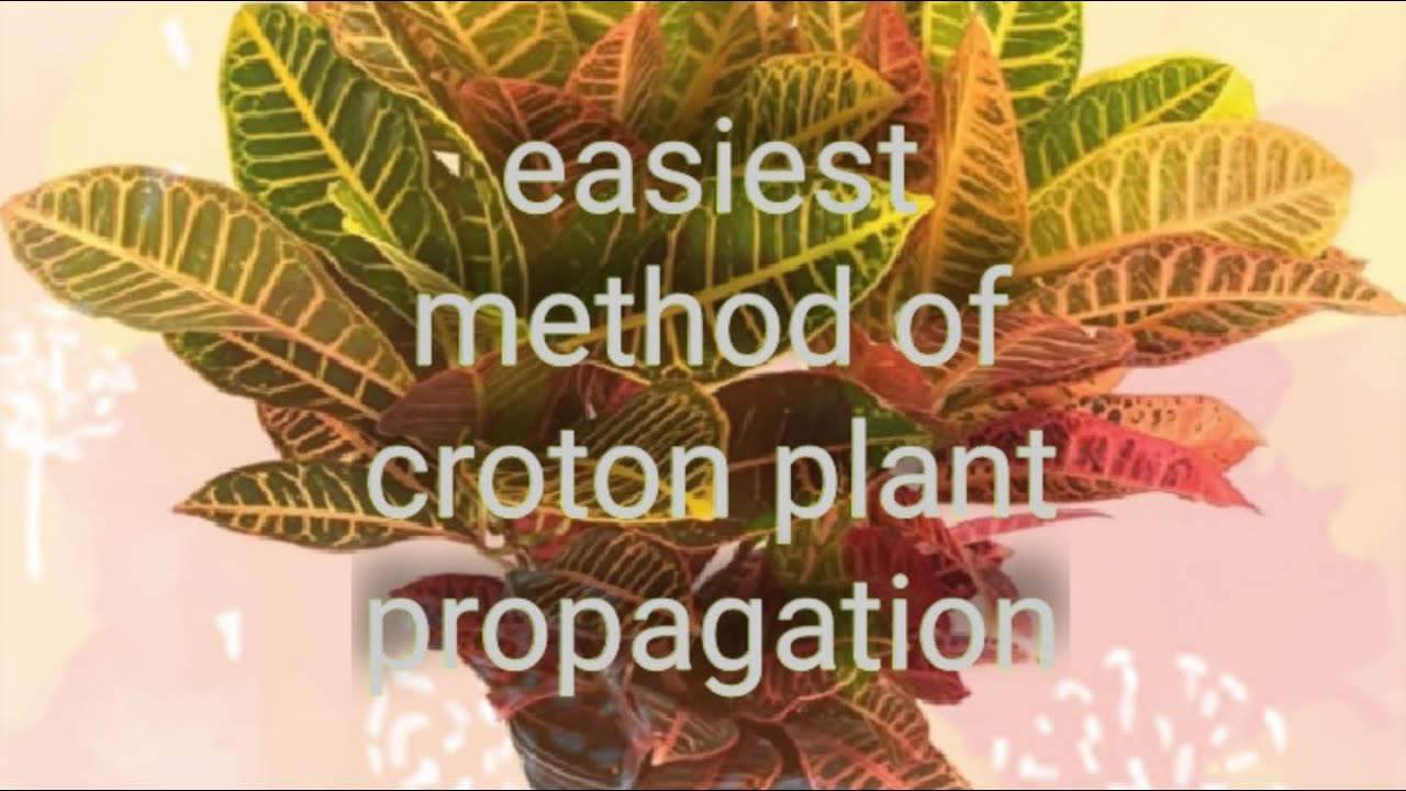 Propagation of croton plant/ patabahar ko kaise easily lagaya jata he