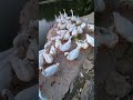 check the reaction of feed #duck #farming #shorts