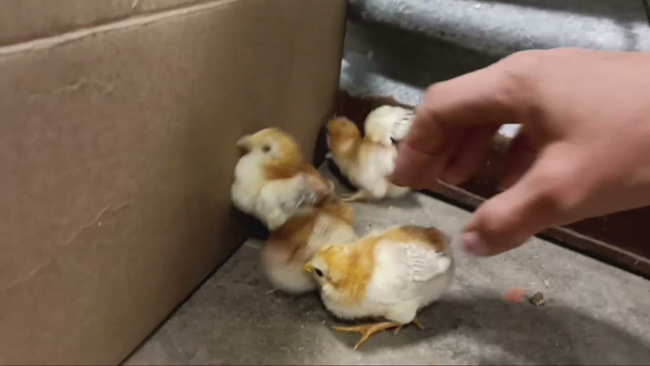 Red Shoulder Yokohama Chicks