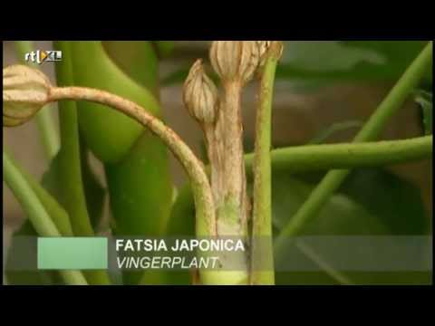 Video: Japanse Fatsia - Groeit In Een Appartement