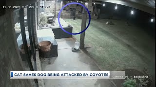 Cat Saves Dog from Coyotes by Abram Engle 36,528 views 3 months ago 4 minutes, 1 second