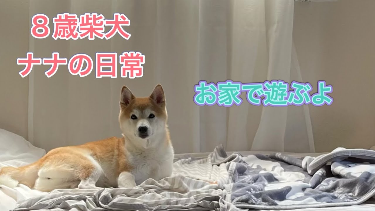 [インドア派ワンコだよ] 遊ぶのは家が最高