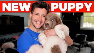 Thumbnail for I Got Another Gentle Giant | Newfie Puppy Reveal
