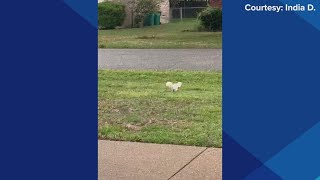 Albino squirrel spotted in Cedar Hill, Texas
