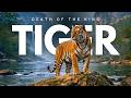 DEATH OF THE KING 🐯 Emotional Tiger Documentary