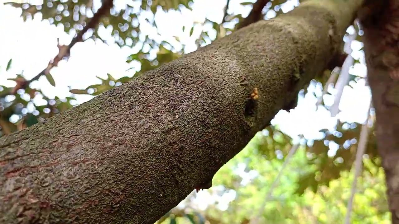 Tiết Bông Là Gì? Cách Nhận Biết Tiết Bông Sầu Riêng .