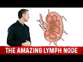 What Is a Lymph Node?