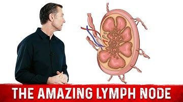 What Is a Lymph Node?