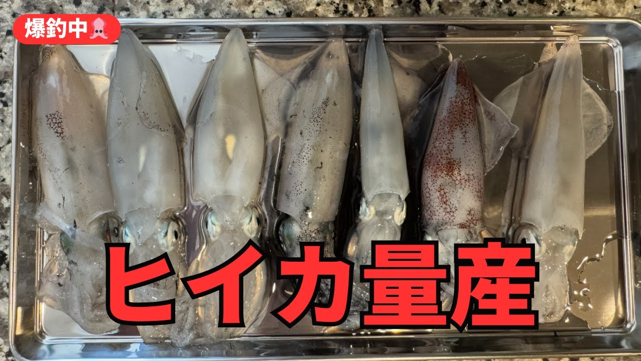 【衝撃の瞬間‼】検見川浜ヒイカWヒット発生🔥｜回遊タイミングで一気に勝負！