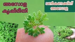 How To Cultivate Asola... Step By Step Cultivation Of Asola.. Natural Feed For Cattles...