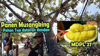 Panen Durian Musangking Indonesia pohon tua di dataran rendah