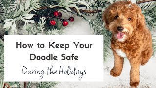 How to Keep Your Dood Safe During the Holidays