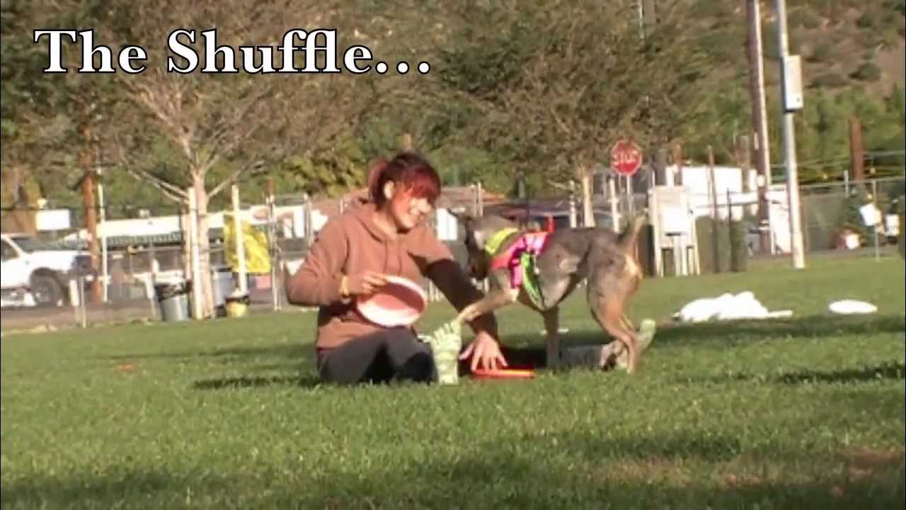 Disc Dogging with Mark Muir - San Diego Dog Training physical education