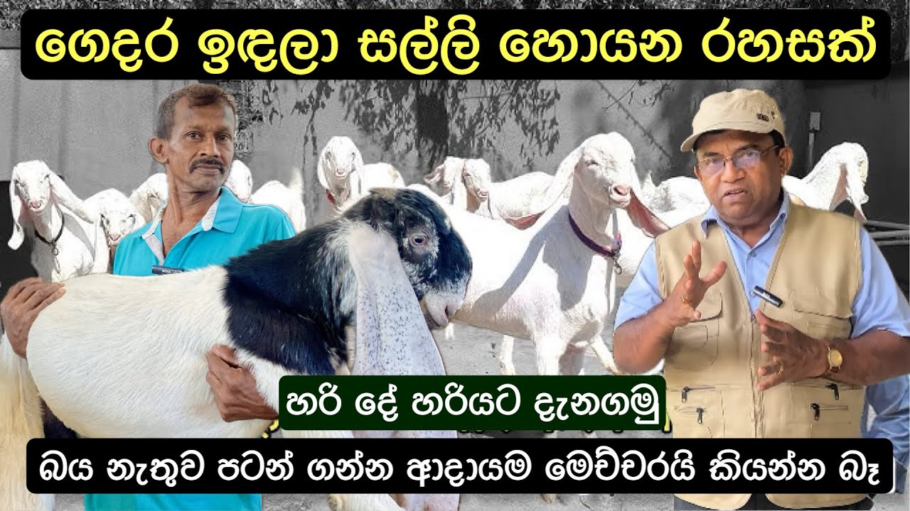 සුපිරි එළු ගොවිපළක සිට එළු පාලනයට අත්වැලක් 🐐/ 100% Jamunapari Goats And Sustainable Goat Farming 🐐🌱
