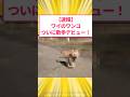 【速報】ワイのワンコついに散歩デビュー! #5ch #柴犬