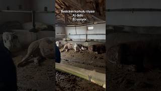 Ahıra Girmeye Korkar Olduk