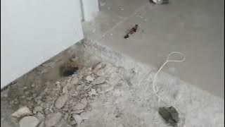 CARA PEMASANGAN BENANG BUAT PASANG KERAMIK LANTAI KAMAR MANDI