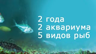 2 года, 2 аквариума, 5 видов рыб