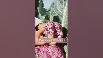 cách người Trung Quốc thu hoạch bông cải tím màu khá là đẹp