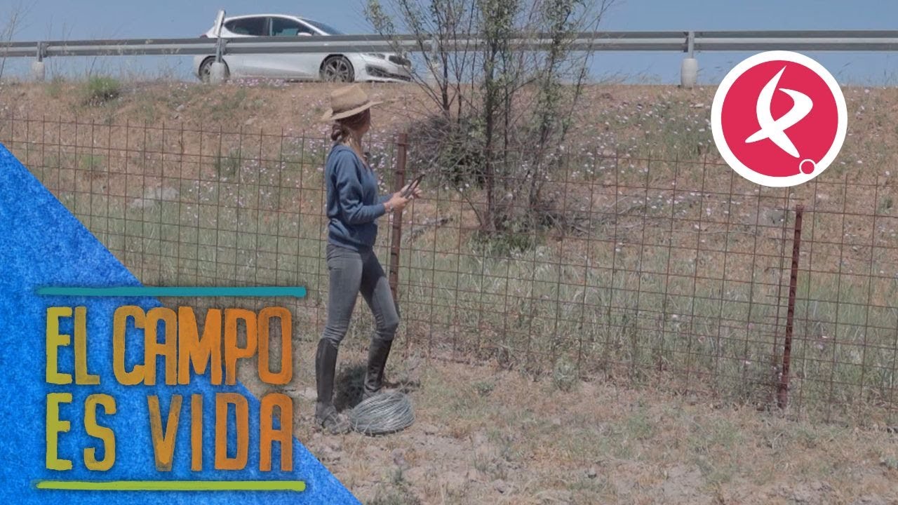 El peligro constante en una de las fincas de Aurora | El campo es vida