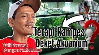 Jahe Kencur Untuk Volume Serta Tanpa Vitamin  Rawatan Murai Batu Rampes Di Tangan Yuli Kartasura