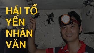 Quy trình hái Tổ Yến và khai thác tổ Yến nhân văn của Pimira