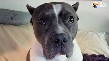 Rescue Pittie Talks To Her Mom Nonstop | The Dodo