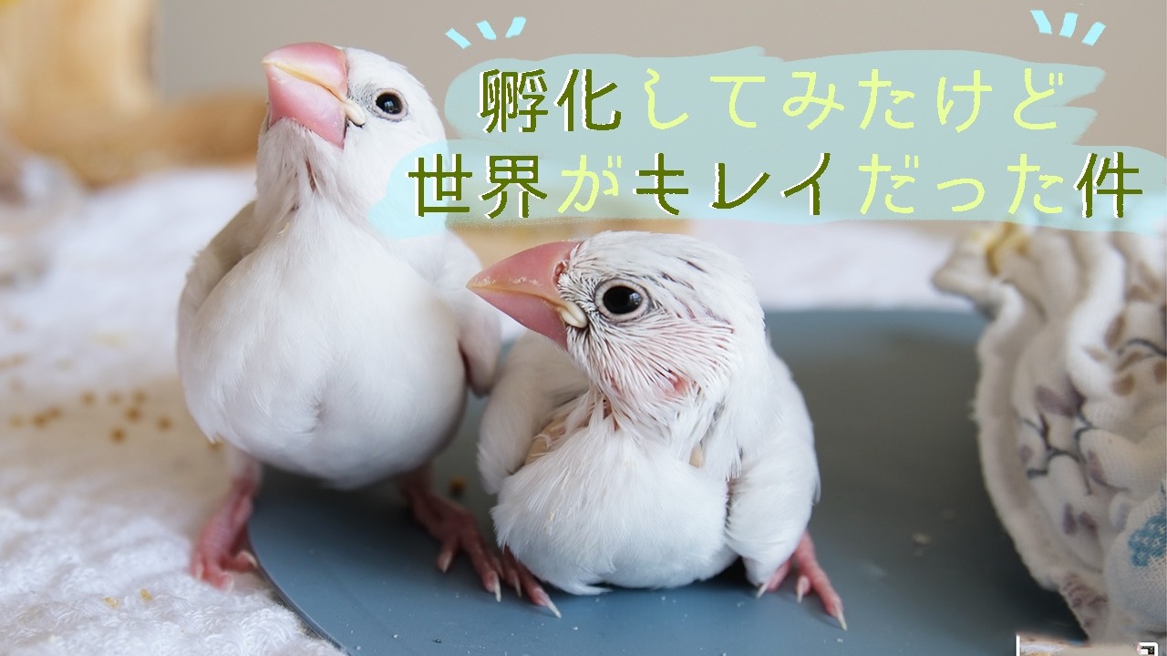 産まれたヒナ姉弟の成長が素晴らしい【育雛】鳥 孵化 VLOG【Baby Birds
