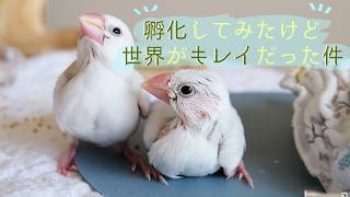 産まれたヒナ姉弟の成長が素晴らしい【育雛】鳥 孵化 VLOG【Baby Birds