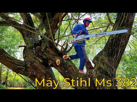 Video Cưa Cây Còng Siêu Khủng Máy Stihl Ms 382 / Stihl Ms... - youtube
