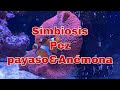 Simbiosis Pez Payaso & Anémona