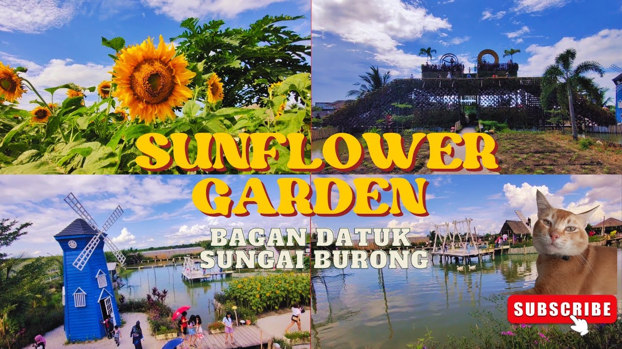 Bunga Matahari Cantik di Sungai Burong Bagan Datuk🌻😻