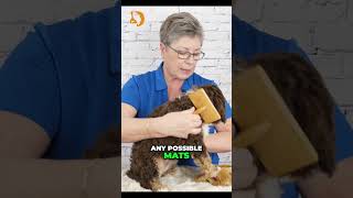 Grooming Tips for Labradoodle Puppies | Master the Slicker Brush Technique