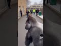 Gorilla escapes its enclosure in broad daylight 🦍😳 #gorilla #zoo #caughtoncamera #wildmoment