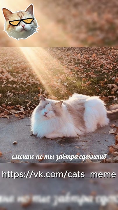 Мемные котики :) - YouTube