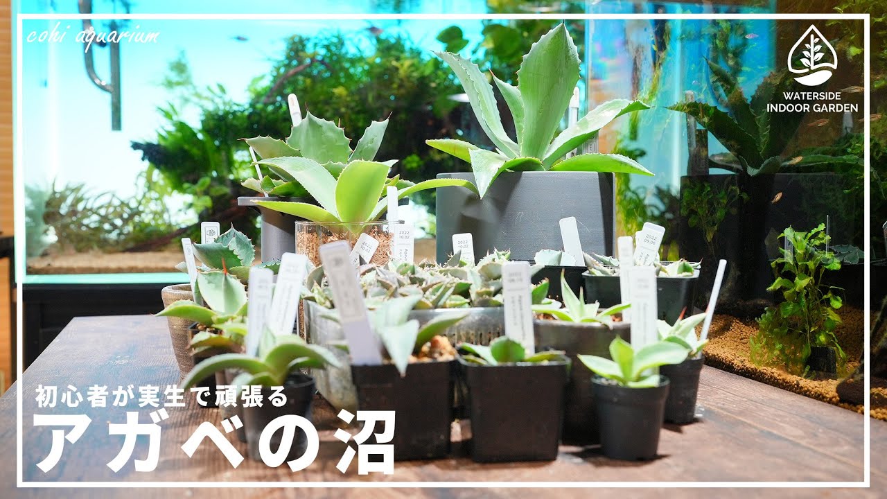 アクアリストが実生で育てるアガベの沼【WATERSIDE INDOOR GARDEN vol