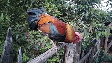 saib qaib seb puas nyiam nug tau nawb