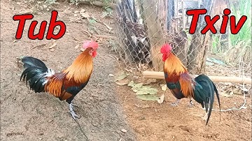 12/11/2025 Kuv 2Txiv Tub Qaib Dib Tuaj Zoo Tshaj Plaws 2026