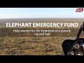 Injured elephant treated but now we need your help!