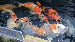Long overdue koi pond update. spring is on the way and the covers are off 🌞