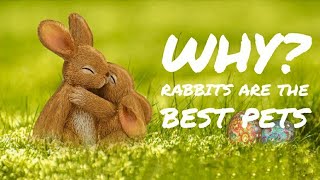 7 Reasons Why Rabbits are the BEST pets!