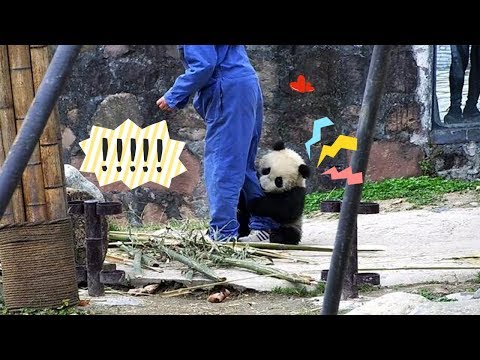 《熊貓早晚安》“太妃糖” 滿場飛奔只為抱大腿求抱抱 | iPanda