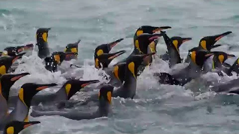 King Penguins of South Georgia
