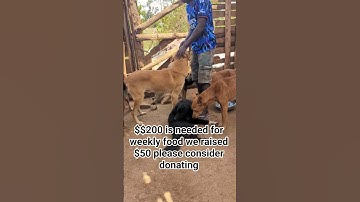 #alanwalker #dog #adoptstrays #rescuedog #shelterdog #dogfood