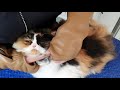 Persian Cat Having A Full Clip