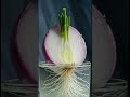 From Onion to Plant in Water 💧 (So Satisfying!)