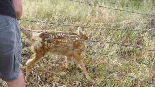 Fawn Deer Caught in Fence. Colorado