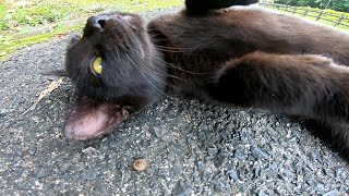 とにかく出たがりな黒猫ちゃんがやって来た