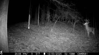 10 Pt Buck 3 Dec 2025